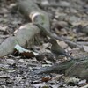 ノドジロツグミ(White-necked Thrush)など