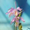 Cattleya maxima f.concolor