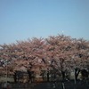 【武蔵境】出張ついでの桜・夕景