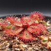 Drosera slackii (Apr.2022)