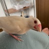 今日の文鳥s