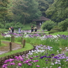 明治神宮の菖蒲園で見頃になった菖蒲を観賞