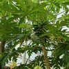 新宿御苑で見た植物⑩ パパイア