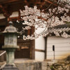 2023年 最初の桜 ～ 天野山 金剛寺 Ⅱ