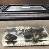 タカノケフサイソガニの釣り方のコツ、道具、釣れる場所、飼い方