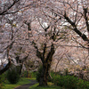 川沿いの桜並木（1）