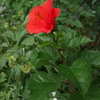  ハイビスカスの花