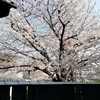 桜が散り始めた