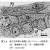 新生児声帯粘膜の微細構造 