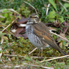 鶫（ツグミ）♀