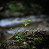 Nature snap #20