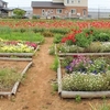 神原町花の会(花美原会)( ４５９)　　神原町花畑の満開のポピ－区画を訪れて