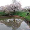 浅井の一本桜2021