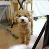 今日のニゴちゃん