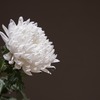 『どうして今？』コヘレトの言葉3:1～8、テサロニケの信徒への手紙一4:13～14