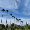 ペイペイでチケット購入♪大阪長居植物園のネモフィラは3分咲き♡