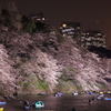 千鳥ヶ淵の開花状況2017（2017/4/4夜）