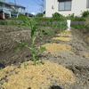 トマトを定植