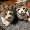 雪かきからの温泉！
