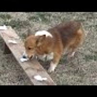 警察犬とは 動植物の人気 最新記事を集めました はてな