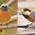 オレンジ色の野鳥、ジョウビタキ（オス）とヤマガラの違いについて