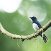 Blue-and-white flycatcher