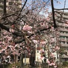 #隅田公園の早咲き桜