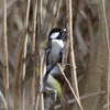 オギに集まるシジュウカラとエナガ