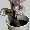 鉢植えの桜を育てています。花が咲いて満開になりました。その写真を乗っけて置きます。