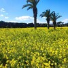 日記「渥美半島 菜の花祭り」