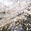 板橋の桜を満喫しました、その３。