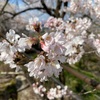 岐阜の桜の名所　霞間ヶ渓🌸| 岐阜県揖斐郡池田町