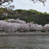 明石公園の桜。