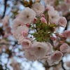 2024年桜風景-横浜