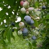 梅雨の晴れ間に草刈りや散歩　ヤマアジサイ
