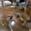 犬バカちゃんリン☆蕎麦屋の風鈴♪　柴犬・空海くんは　保育士さん！　はるこ　成長著しいのだ☆彡