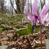 tochikoな山歩き　分蜂の話