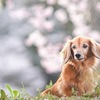ペットは、飼い主の一番の理解者