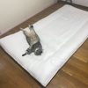 敷布団を買い替えて、古いのは猫さま用に…