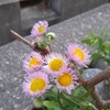 貧乏草？雑草？