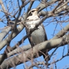 鳥撮日記　風強し！野鳥とのふれあいは途切れず