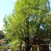 Ginkgo biloba　イチョウ