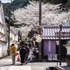 桜・2025　「牧野公園」　2025.3.29