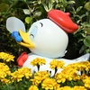 くちばしは黄色いマリーゴールド