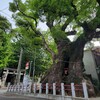 【五所神社（湯河原町）】古木をめぐる参拝～「湯河原温泉」にご鎮座する神社