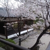 【木津川市と奈良市でお花見】大宮神社の桜を見に行ってみた！