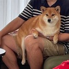 おらのステップアップ