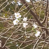 10月なのにセミと桜って( ﾟДﾟ)