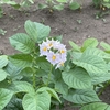 初夏の訪れ　～ジャガイモの花～