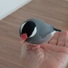 ごま塩文鳥